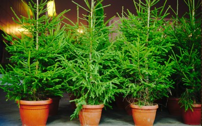 3 živé vianočné stromčeky s krásne zelenkastým ihličím