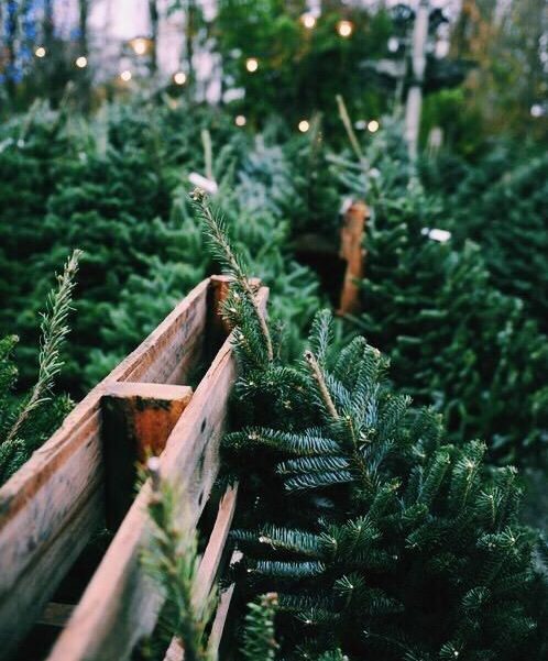 Ako dlho vydrží živý vianočný stromček