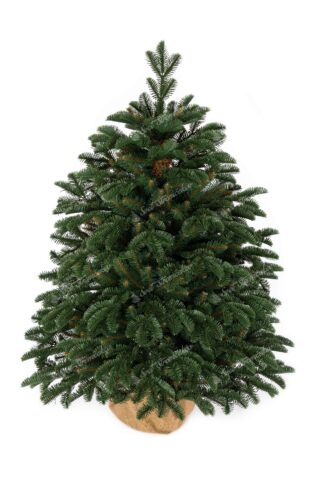 Vianočný stromček v kvetináči 3D Jedľa Pôvabná. Stromček je osadený v peknom kvetináči a má husté tmavozelené ihličie.