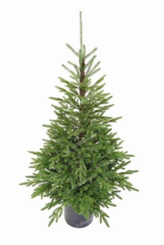 Umelý vianočný stromček v kvetináči 3D Smrek Karpatský má prirodzene zelené ihličie. Je osadený v kvetináči.