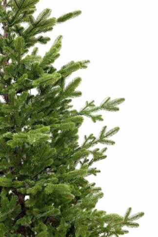 Detail vianočného stromčeka FULL 3D Smrek Švajčiarsky, má svetlozelené vetvičky